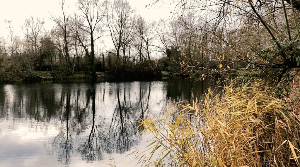 Carp Lake Hertfordshire