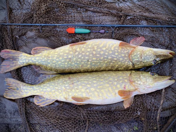 Float fishing for Pike Lea Valley and Ware Angling Lake