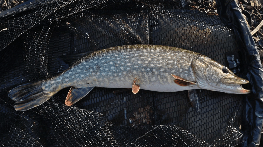 Big river pike hunt with lures