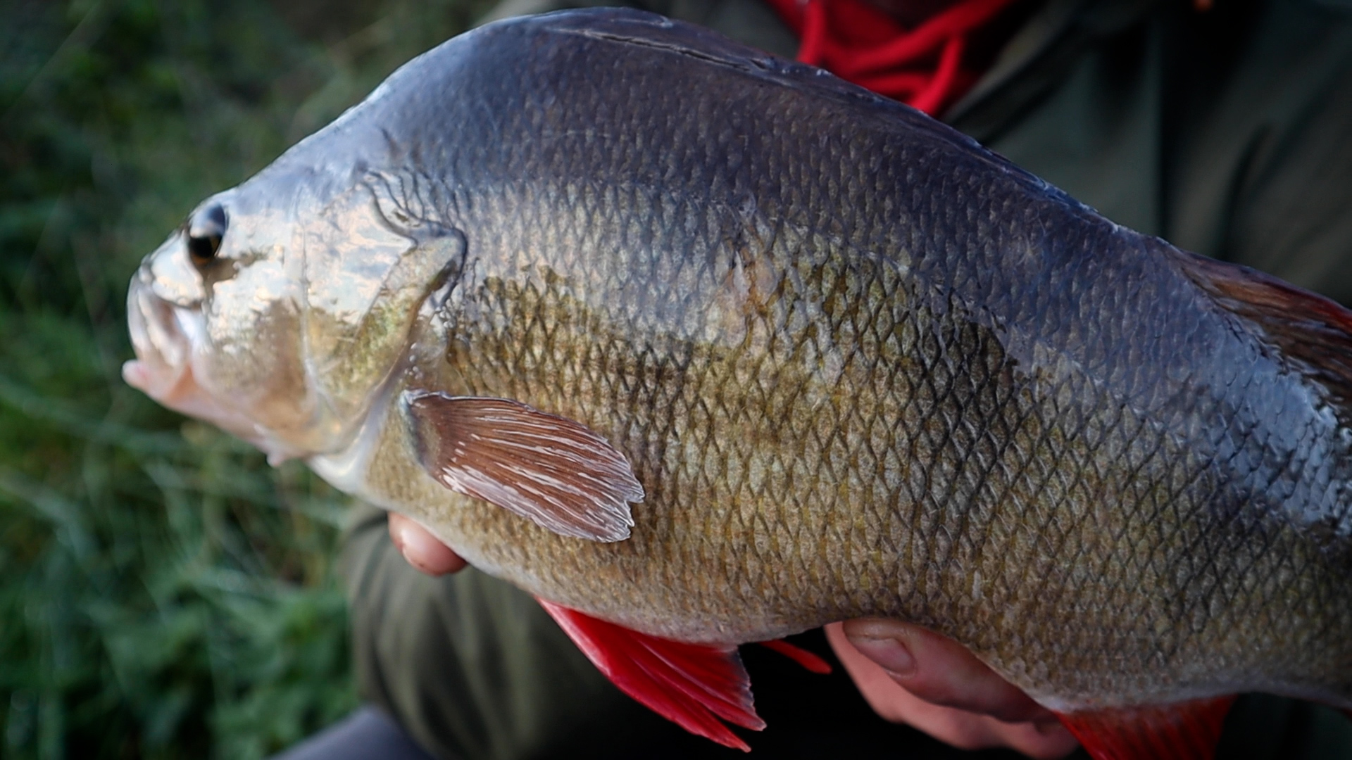 Beyond Carp: Exploring Other Exciting Coarse Fish Species